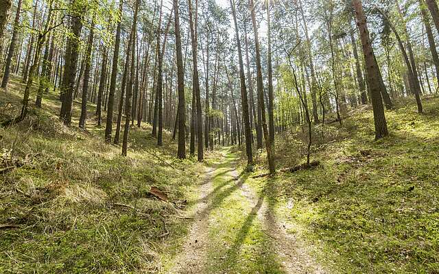 Wanderweg im Naturpark Hoher Fläming