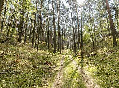 Wanderweg im Naturpark Hoher Fläming