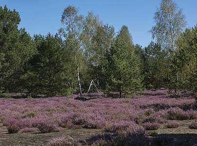 Blühende Heide