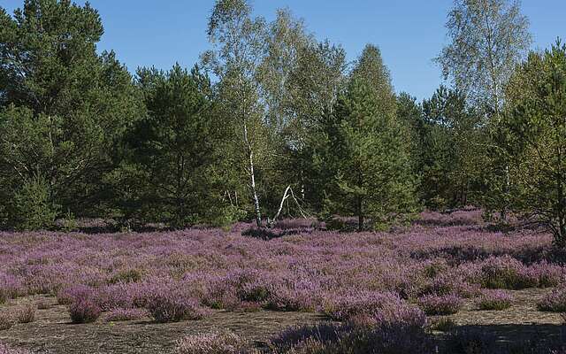 Blühende Heide