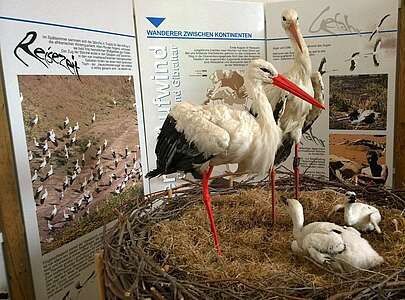 Ausstellung in der Storchenschmiede Linum