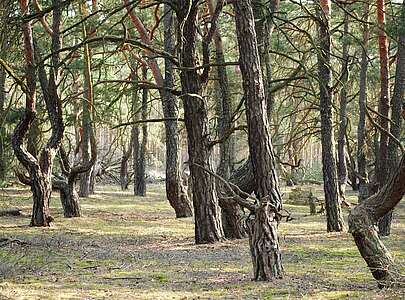 Wald im Naturpark Dahme-Heideseen