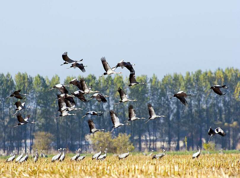 Fliegende Kraniche bei Linum