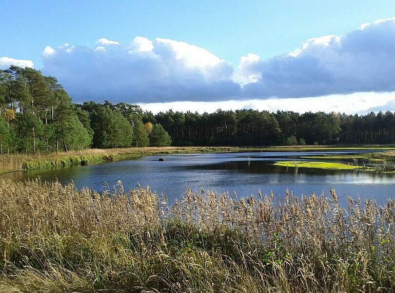 Miethsluch im Naturpark Dahme-Heideseen