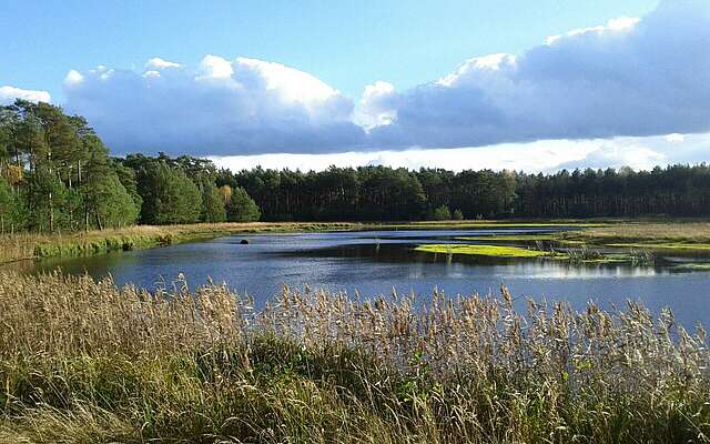 Miethsluch im Naturpark Dahme-Heideseen