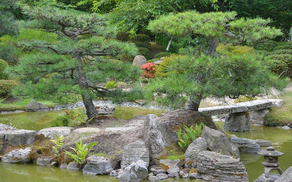 Insel mit Kiefern im japanischen Bonsaigarten Ferch