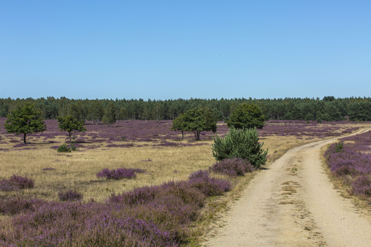 Crinitz Forest Bathing Area and Campsite