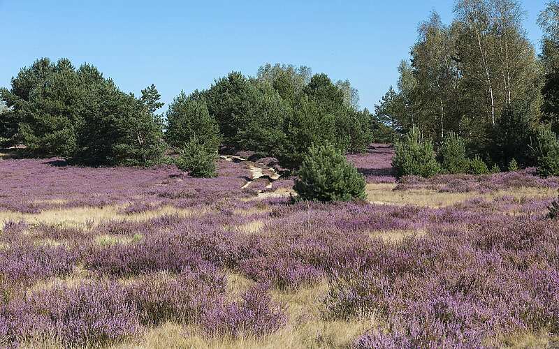 



    
        
                Blühende Heide,
            
        
                Picture: TMB Tourismus-Marketing Brandenburg GmbH/Steffen Lehmann
            
    

