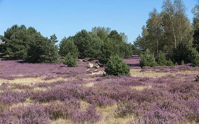 Blühende Heide