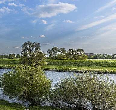 Schafherde an der Elbe
