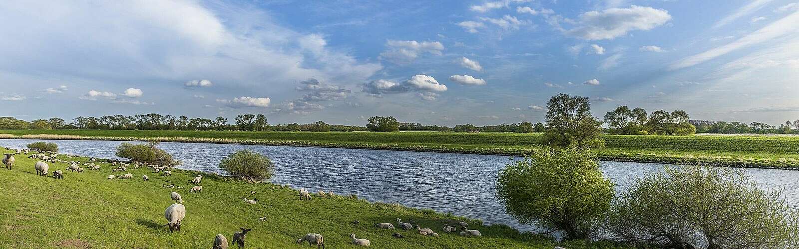 Schafherde an der Elbe,
            
        
                Picture: TMB Tourismus-Marketing Brandenburg GmbH/Steffen Lehmann