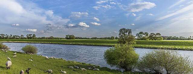 Schafherde an der Elbe