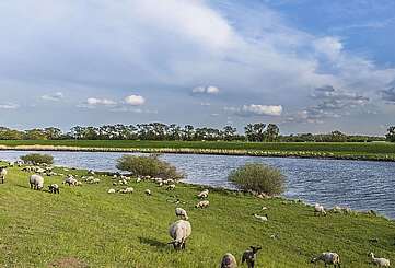 Schafherde an der Elbe
