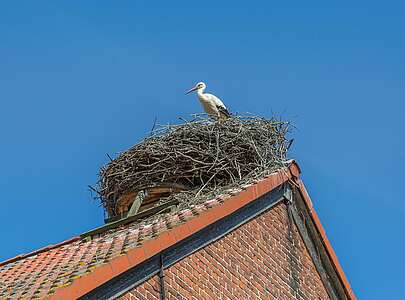 Hausdach mit einem Storchennest