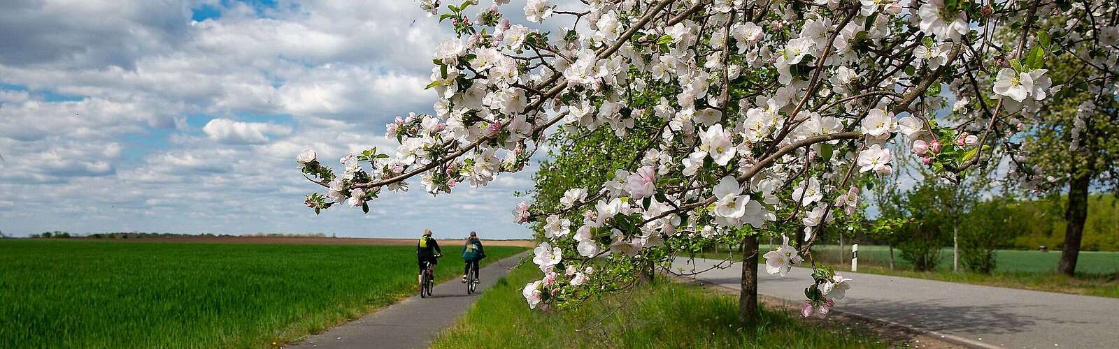 Radweg in frühlingshafter Kulisse