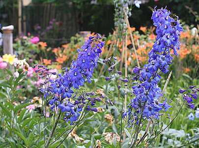 Blütenpracht im Bauerngarten