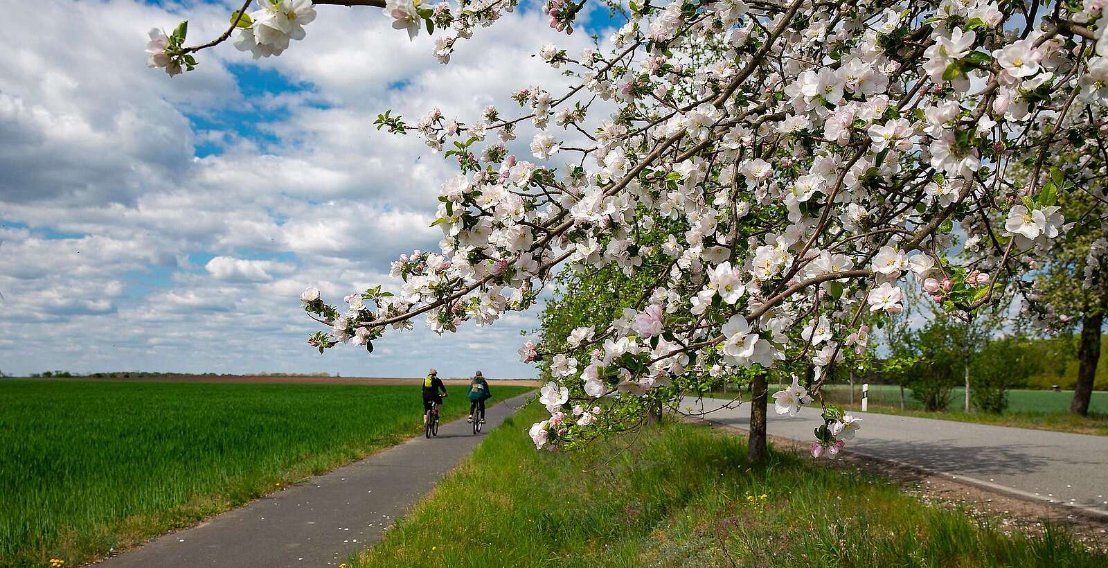 Radweg in frühlingshafter Kulisse