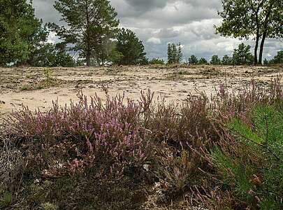 Schönower Heide