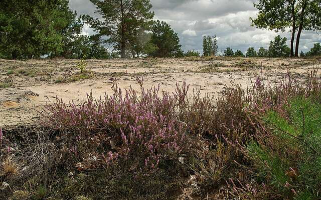 Schönower Heide