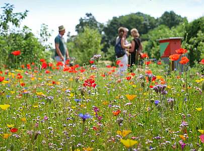 Blumenwiese im Sommer