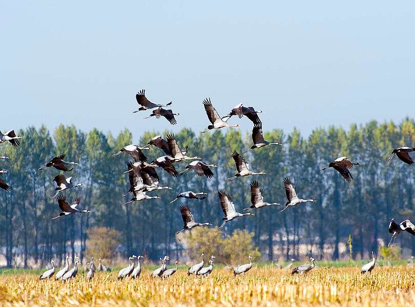 Fliegende Kraniche bei Linum