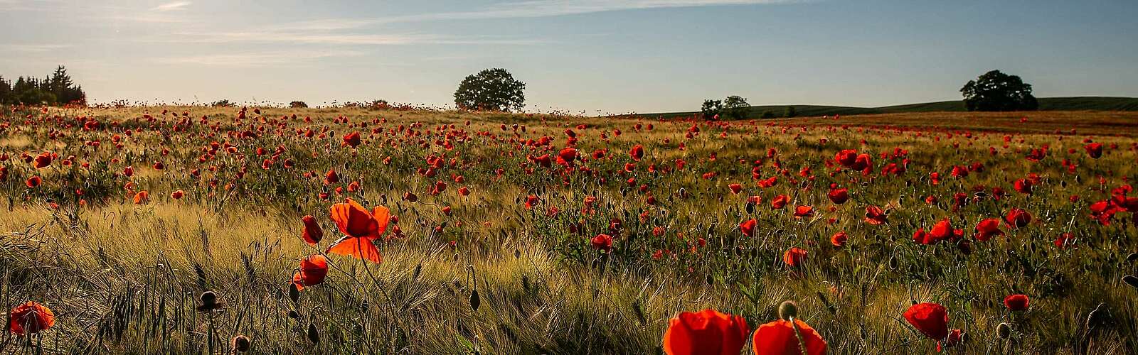 Mohnfeld bei Zichow,
            
        
                Picture: TMB Tourismus-Marketing Brandenburg GmbH/Steffen Lehmann