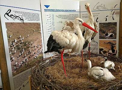 Ausstellung in der Storchenschmiede Linum